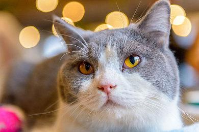 《THE FINALS》Steam玩家峰值突破24万 评价提升至多半好评